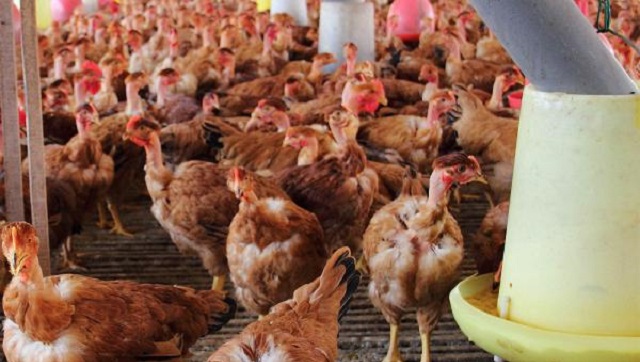 我国禁止出口360万鸡只一个月！ 盼稳定国内鸡肉供应