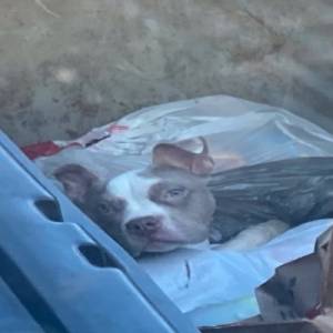 小狗被遗弃在垃圾堆里拼命挣扎，垃圾工人纷纷出手救援