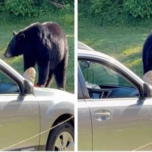 熊出没！粗心车主没关车窗，黑熊寻味而来将快餐一扫而空