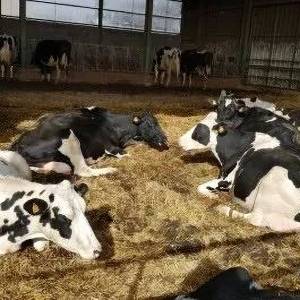 法国被迫关闭4G信号塔，因为农户觉得信号塔害死了自家奶牛？！