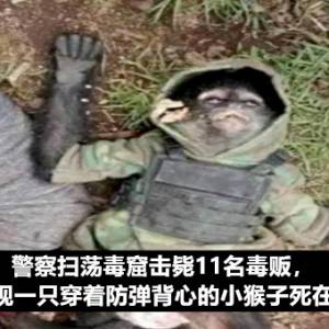 警察扫荡毒窟击毙11名毒贩，竟在现场发现一只穿着防弹背心的小猴子死在毒贩尸体旁