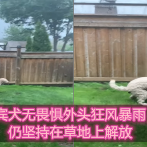 贵宾犬无畏惧外头狂风暴雨。仍坚持在草地上解放