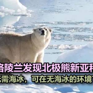 格陵兰发现北极熊新亚种：捕猎无需海冰，可在无海冰的环境下生存