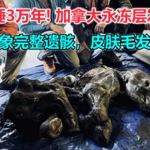 沉睡3万年!加拿大永冻层发现小猛犸象完整遗骸，皮肤毛发都还在