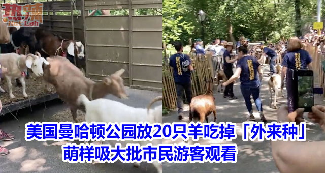 美国曼哈顿公园放20只羊吃掉「外来种」　萌样吸大批市民游客观看