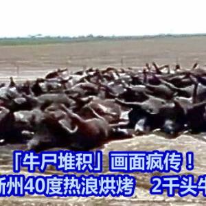 「牛尸堆积」画面疯传！美国堪萨斯州40度热浪烘烤　2千头牛活活热死