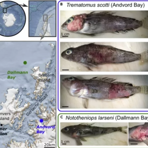 南极鱼类被发现长出各种可怕皮肤肿瘤，背后原因居然是气候的急速变化...