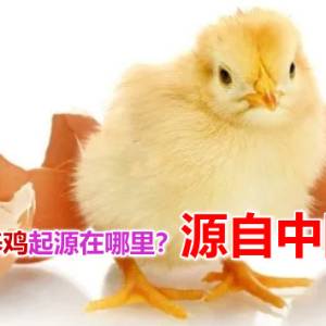 人类养鸡起源在哪里？源自中国？