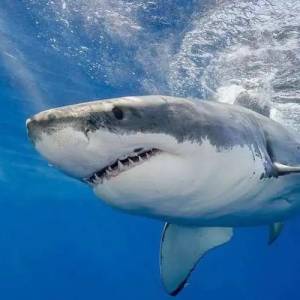 大白鲨进化变大，专家曝2关键原因：学会联手捕食
