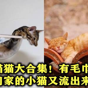 液体猫猫大合集！有毛巾嘛？！我们家的小猫又流出来啦！