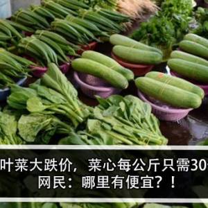 金马伦叶菜大跌价，菜心每公斤只需30仙起？！网民：哪里有便宜？！