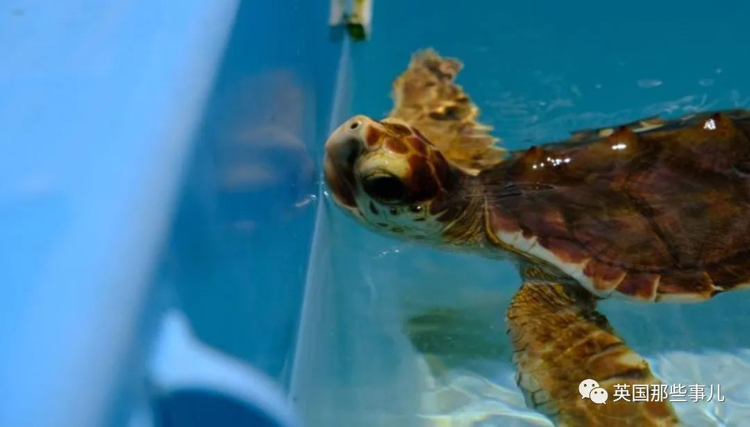 多年持续高温，新出生的海龟宝宝全是雌的?! 引发灭绝担忧！