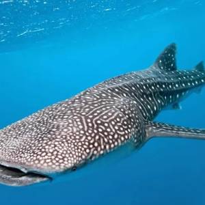 新研究：鲸鲨是世界已知最大的杂食动物