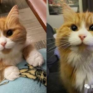 国际猫咪日！网友分享“流浪猫收养前后对比”，太有爱了！
