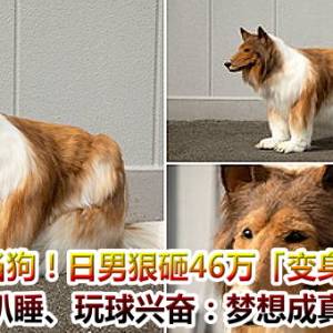 更想当狗！日男狠砸46万「变身牧羊犬」　趴睡、玩球兴奋：梦想成真