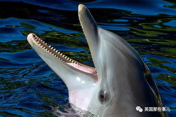 日本发生海豚连环伤人事件？？专家警告：看到就赶紧上岸！