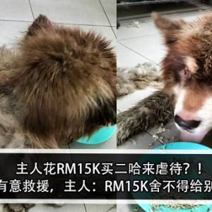 主人花RM15K买二哈来虐待？！网友有意救援，主人：RM15K舍不得给别人？！