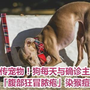 首例人传宠物！狗每天与确诊主人同床　「腹部狂冒脓疱」染猴痘