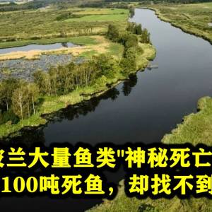 波兰大量鱼类“神秘死亡”！打捞出100吨死鱼，却找不到死因?!