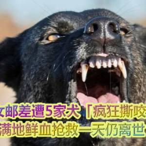 女邮差遭5家犬「疯狂撕咬」　满地鲜血抢救一天仍离世