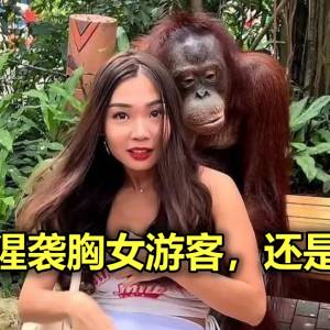 红毛猩猩袭胸女游客，还是个惯犯