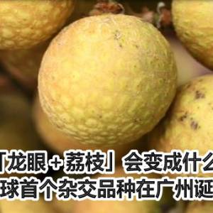 「龙眼＋荔枝」会变成什么？　全球首个杂交品种在广州诞生