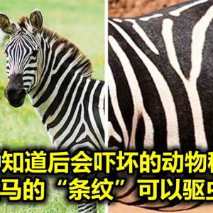 10种知道后会吓坏的动物秘密，斑马的“条纹”可以驱虫！