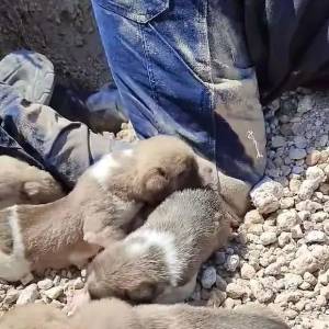 流浪狗遭山体滑坡被埋，兽医徒手挖出8只
