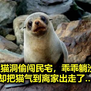 小海豹从猫洞偷闯民宅，乖乖躺沙发休息，却把猫气到离家出走了…