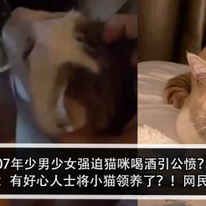 07年少男少女强迫猫咪喝酒引公愤？！酒吧负责人：已有好心人士将小猫领养了？！网民：证明呢？！