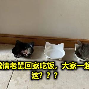 捕鼠猫邀请老鼠回家吃饭，大家一起分猫粮！ 这？？？