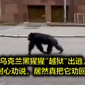 乌克兰黑猩猩“越狱”出逃，饲养员耐心劝说，居然真把它劝回去了！！