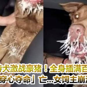 比特犬激战豪猪！全身插满百根刺「穿心夺命」亡...女饲主崩溃