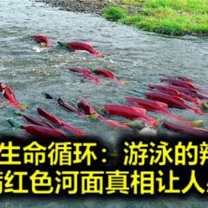 最美生命循环：游泳的辣椒？飘满红色河面真相让人感动