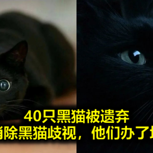 40只黑猫被遗弃，为了消除黑猫歧视，他们办了场展会