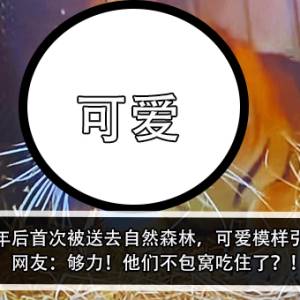 老虎成年后首次被送去自然森林，可爱模样引热议？！网友：够力！他们不包我吃住了？！