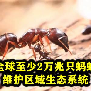 全球至少2万兆只蚂蚁，维护区域生态系统