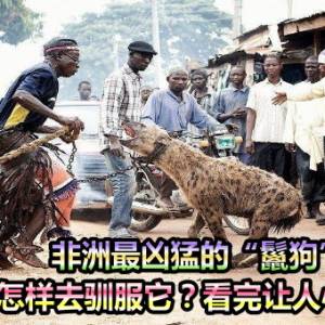 非洲最凶猛的“鬣狗”，当地人怎样去驯服它？看完让人心酸了