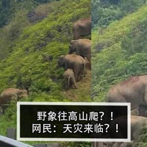 野象往高山爬？！网民：天灾来临？！