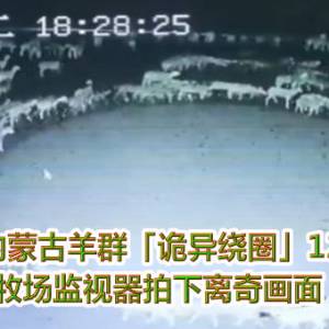 内蒙古羊群「诡异绕圈」12天　牧场监视器拍下离奇画面