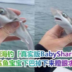 澳洲海钓「真实版BabyShark」上钩　鲨鱼宝宝下巴掉下来瞪眼求情