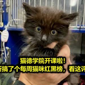 猫德学院开课啦！猫猫收容所搞了个每周猫咪红黑榜，看这评语简直了！