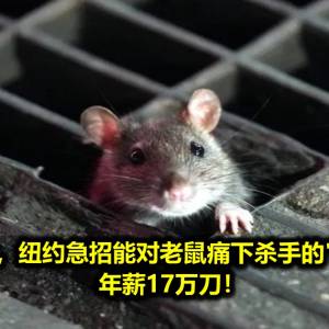 鼠患太严重，纽约急招能对老鼠痛下杀手的“捕鼠大臣”，年薪17万刀！