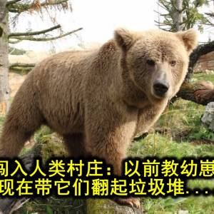 棕熊疯狂闯入人类村庄：以前教幼崽野外猎食，现在带它们翻起垃圾堆....