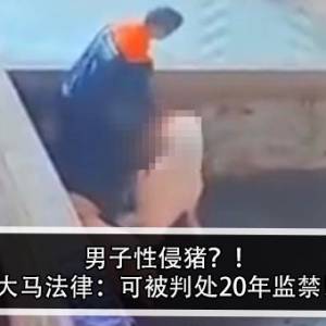 男子性侵猪？！大马法律：可被判处20年监禁！