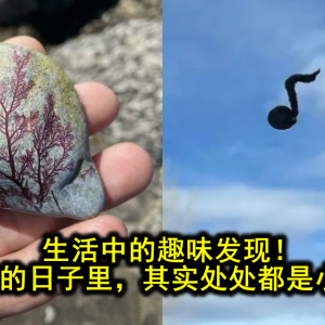 生活中的趣味发现！这些平淡的日子里，其实处处都是小惊喜啊！