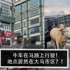 牛车在马路上行驶！地点居然在大马市区？！