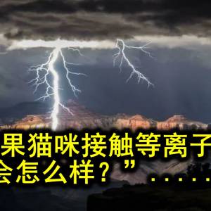 “如果猫咪接触等离子球，会怎么样？”......