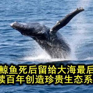 “鲸落”鲸鱼死后留给大海最后的温柔，持续百年创造珍贵生态系统！