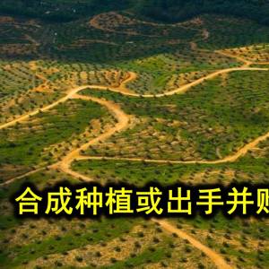 肯纳格：合成种植或出手并购新园坵